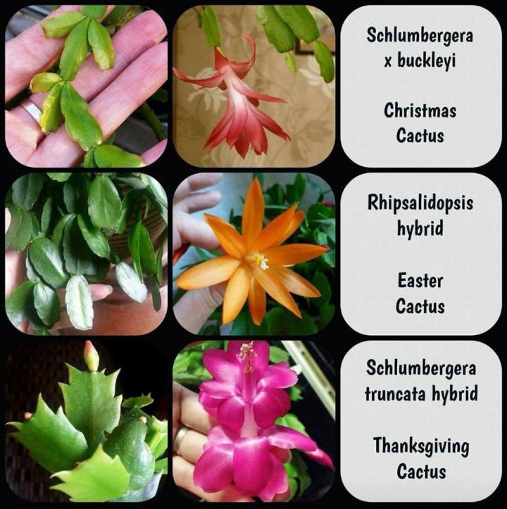 Holiday cactus on sale